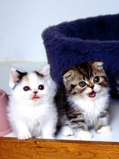 ����,�ټ�����